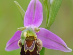Ophrys_apifera_Pedreiras